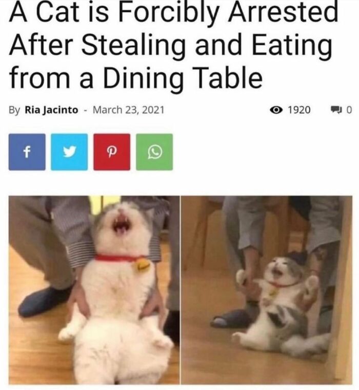 If You Can&rsquo;t Think Of A Better Way To Spend Your Time Than Looking At Cat Memes, These 115 Posts Are For You