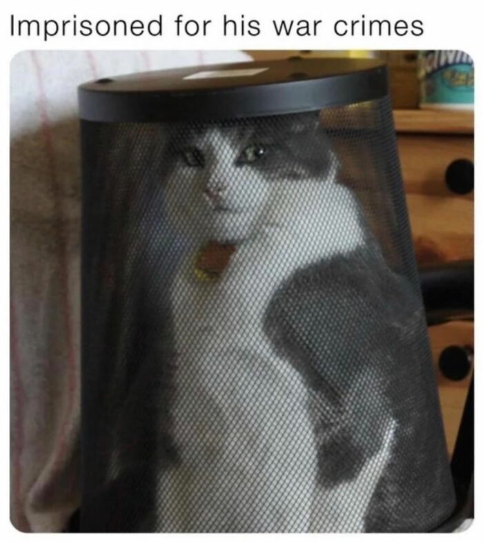 If You Can&rsquo;t Think Of A Better Way To Spend Your Time Than Looking At Cat Memes, These 115 Posts Are For You