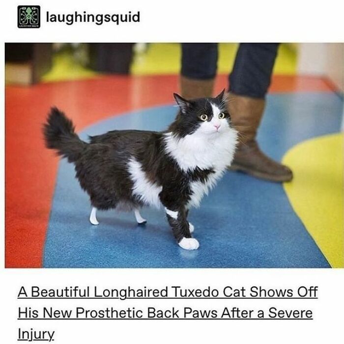 If You Can&rsquo;t Think Of A Better Way To Spend Your Time Than Looking At Cat Memes, These 115 Posts Are For You