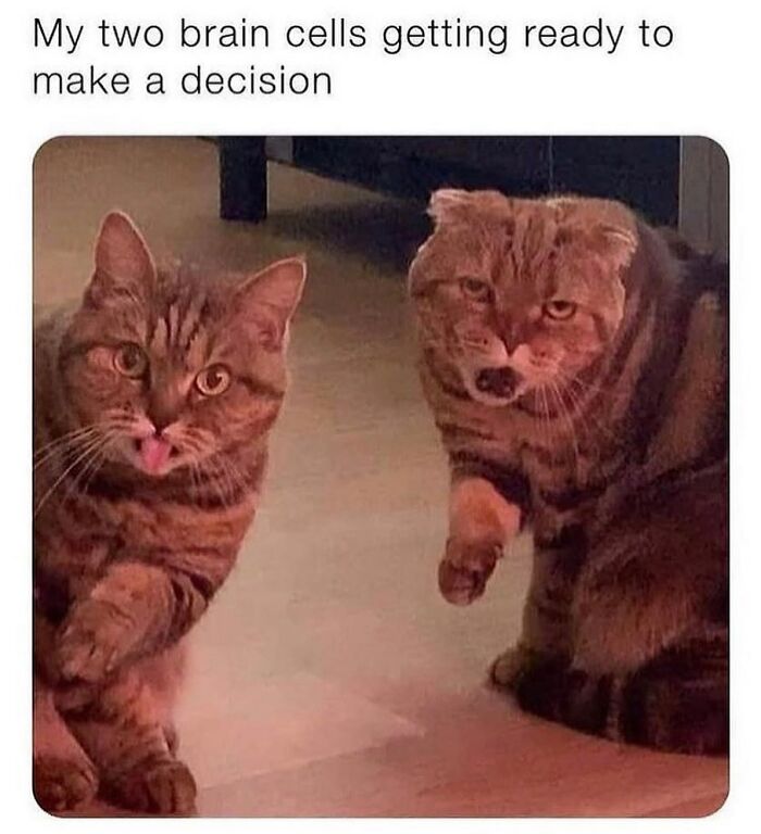 If You Can&rsquo;t Think Of A Better Way To Spend Your Time Than Looking At Cat Memes, These 115 Posts Are For You