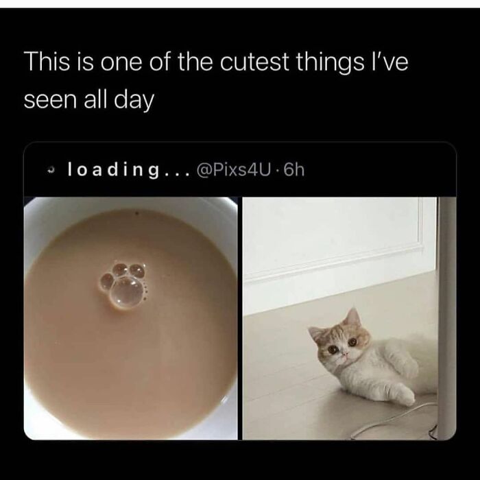 If You Can&rsquo;t Think Of A Better Way To Spend Your Time Than Looking At Cat Memes, These 115 Posts Are For You