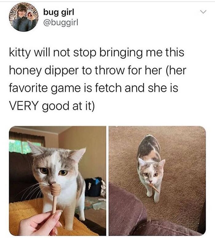 If You Can&rsquo;t Think Of A Better Way To Spend Your Time Than Looking At Cat Memes, These 115 Posts Are For You