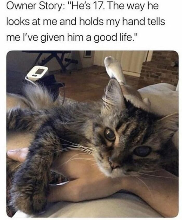 If You Can&rsquo;t Think Of A Better Way To Spend Your Time Than Looking At Cat Memes, These 115 Posts Are For You