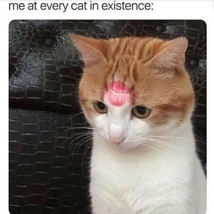 If You Can&rsquo;t Think Of A Better Way To Spend Your Time Than Looking At Cat Memes, These 115 Posts Are For You