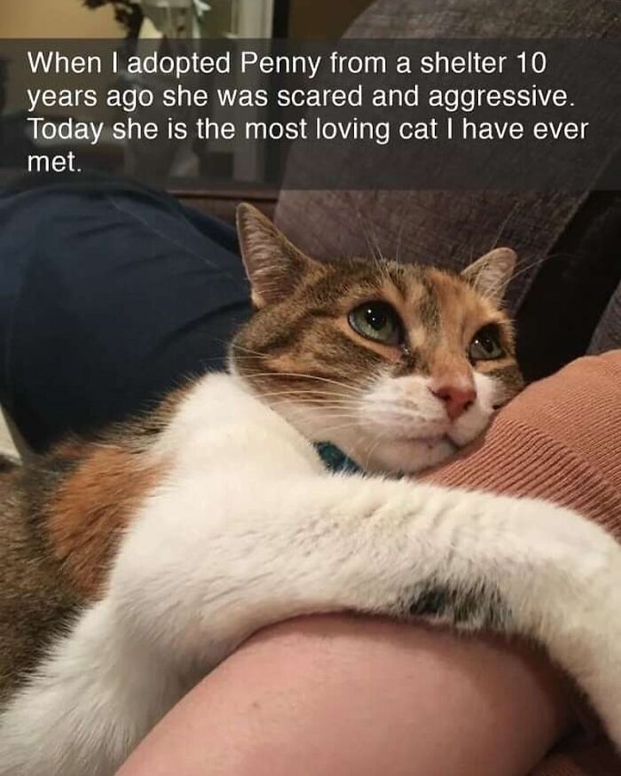 If You Can&rsquo;t Think Of A Better Way To Spend Your Time Than Looking At Cat Memes, These 115 Posts Are For You