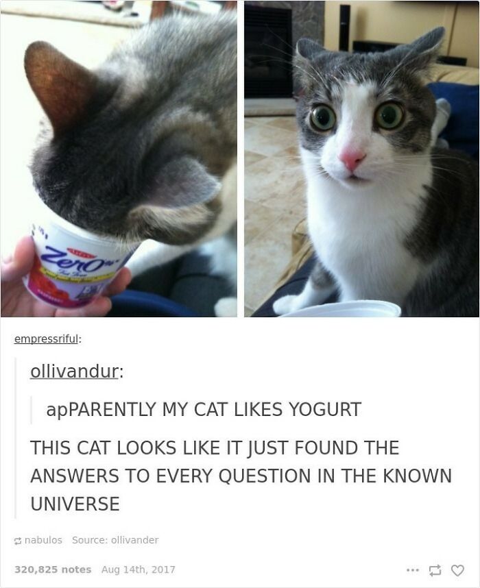 If You Can&rsquo;t Think Of A Better Way To Spend Your Time Than Looking At Cat Memes, These 115 Posts Are For You