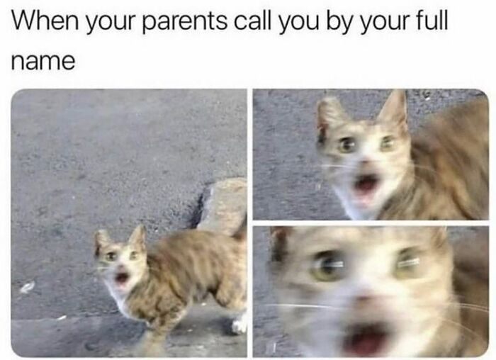 If You Can&rsquo;t Think Of A Better Way To Spend Your Time Than Looking At Cat Memes, These 115 Posts Are For You