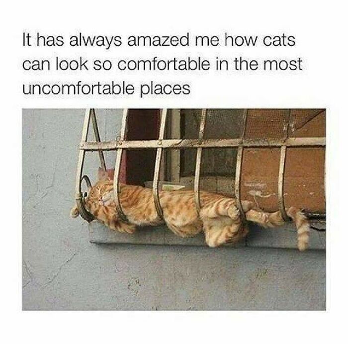 If You Can&rsquo;t Think Of A Better Way To Spend Your Time Than Looking At Cat Memes, These 115 Posts Are For You