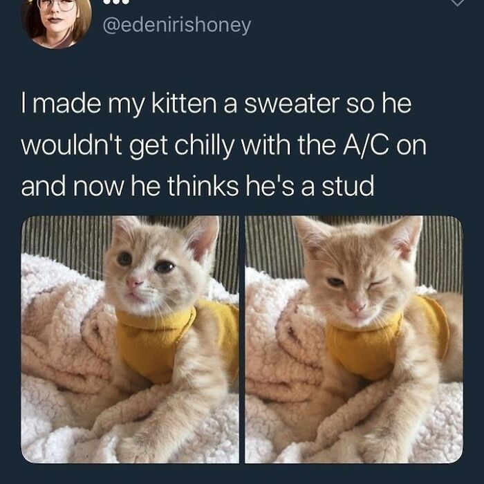 If You Can&rsquo;t Think Of A Better Way To Spend Your Time Than Looking At Cat Memes, These 115 Posts Are For You