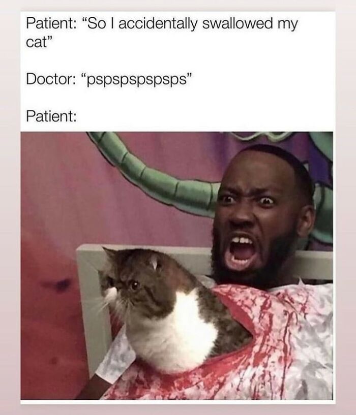 If You Can&rsquo;t Think Of A Better Way To Spend Your Time Than Looking At Cat Memes, These 115 Posts Are For You