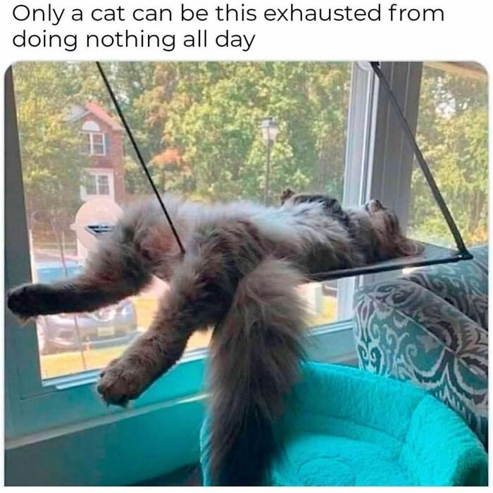If You Can&rsquo;t Think Of A Better Way To Spend Your Time Than Looking At Cat Memes, These 115 Posts Are For You