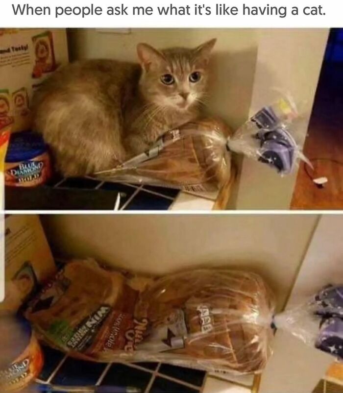 If You Can&rsquo;t Think Of A Better Way To Spend Your Time Than Looking At Cat Memes, These 115 Posts Are For You