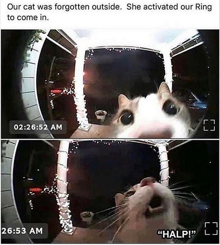 If You Can&rsquo;t Think Of A Better Way To Spend Your Time Than Looking At Cat Memes, These 115 Posts Are For You