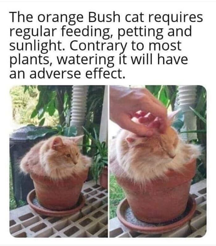 If You Can&rsquo;t Think Of A Better Way To Spend Your Time Than Looking At Cat Memes, These 115 Posts Are For You