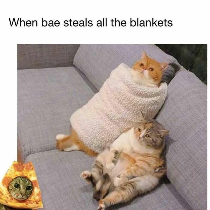 If You Can&rsquo;t Think Of A Better Way To Spend Your Time Than Looking At Cat Memes, These 115 Posts Are For You