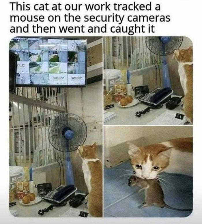 If You Can&rsquo;t Think Of A Better Way To Spend Your Time Than Looking At Cat Memes, These 115 Posts Are For You