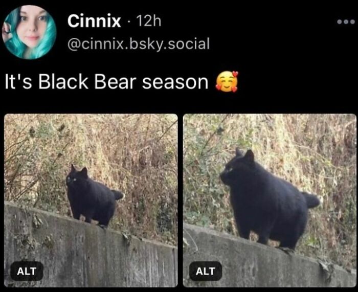 If You Can&rsquo;t Think Of A Better Way To Spend Your Time Than Looking At Cat Memes, These 115 Posts Are For You