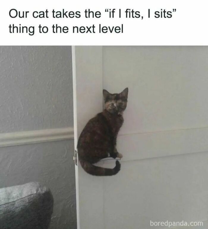 If You Can&rsquo;t Think Of A Better Way To Spend Your Time Than Looking At Cat Memes, These 115 Posts Are For You