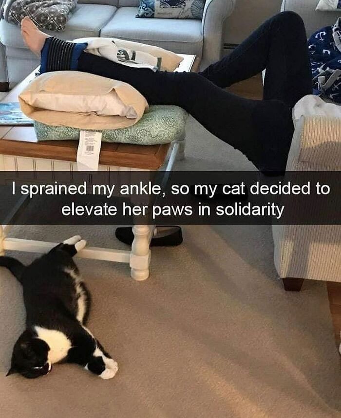 If You Can&rsquo;t Think Of A Better Way To Spend Your Time Than Looking At Cat Memes, These 115 Posts Are For You