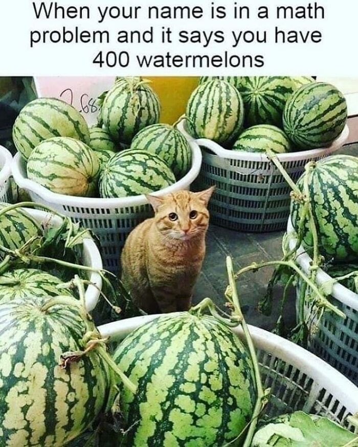 If You Can&rsquo;t Think Of A Better Way To Spend Your Time Than Looking At Cat Memes, These 115 Posts Are For You