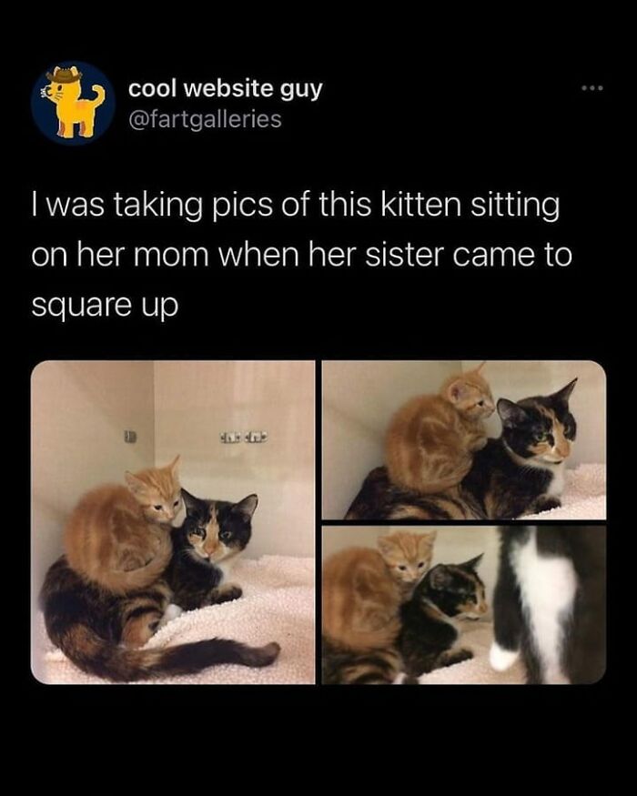 If You Can&rsquo;t Think Of A Better Way To Spend Your Time Than Looking At Cat Memes, These 115 Posts Are For You