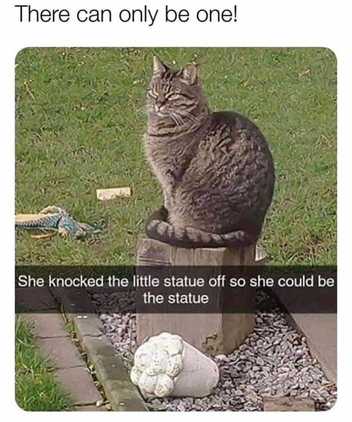 If You Can&rsquo;t Think Of A Better Way To Spend Your Time Than Looking At Cat Memes, These 115 Posts Are For You