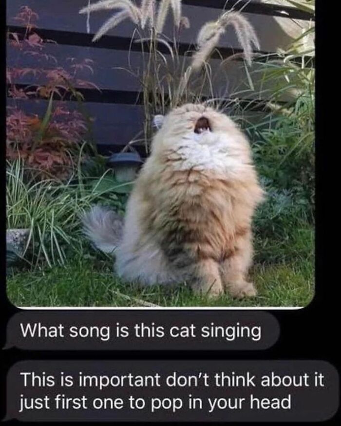 If You Can&rsquo;t Think Of A Better Way To Spend Your Time Than Looking At Cat Memes, These 115 Posts Are For You