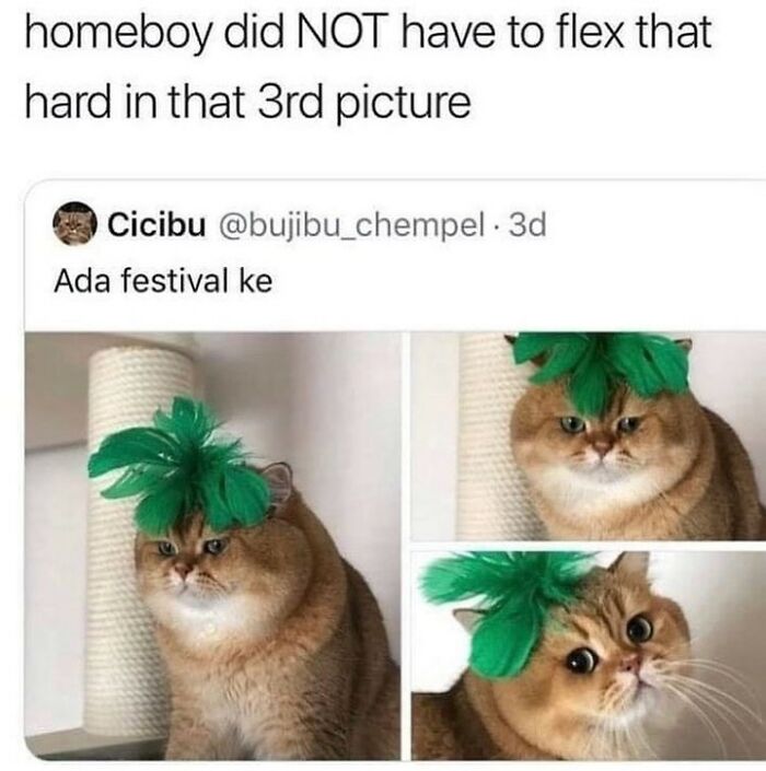 If You Can&rsquo;t Think Of A Better Way To Spend Your Time Than Looking At Cat Memes, These 115 Posts Are For You