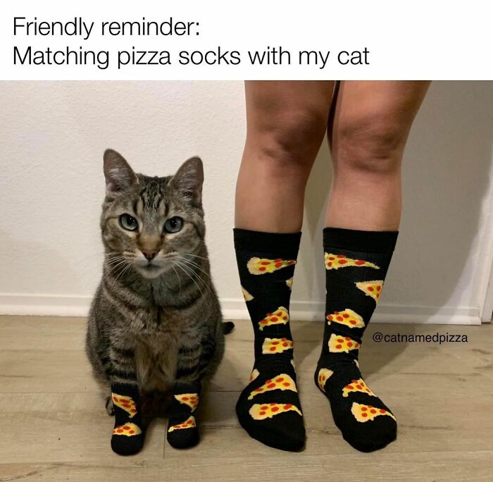 If You Can&rsquo;t Think Of A Better Way To Spend Your Time Than Looking At Cat Memes, These 115 Posts Are For You