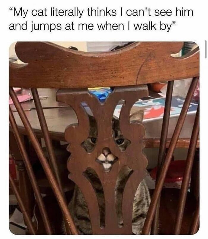 If You Can&rsquo;t Think Of A Better Way To Spend Your Time Than Looking At Cat Memes, These 115 Posts Are For You