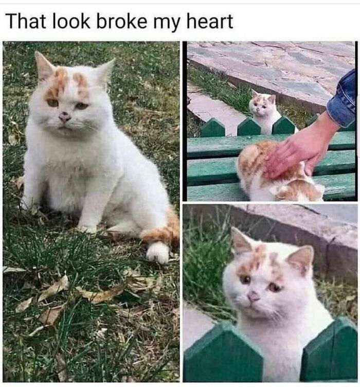 If You Can&rsquo;t Think Of A Better Way To Spend Your Time Than Looking At Cat Memes, These 115 Posts Are For You