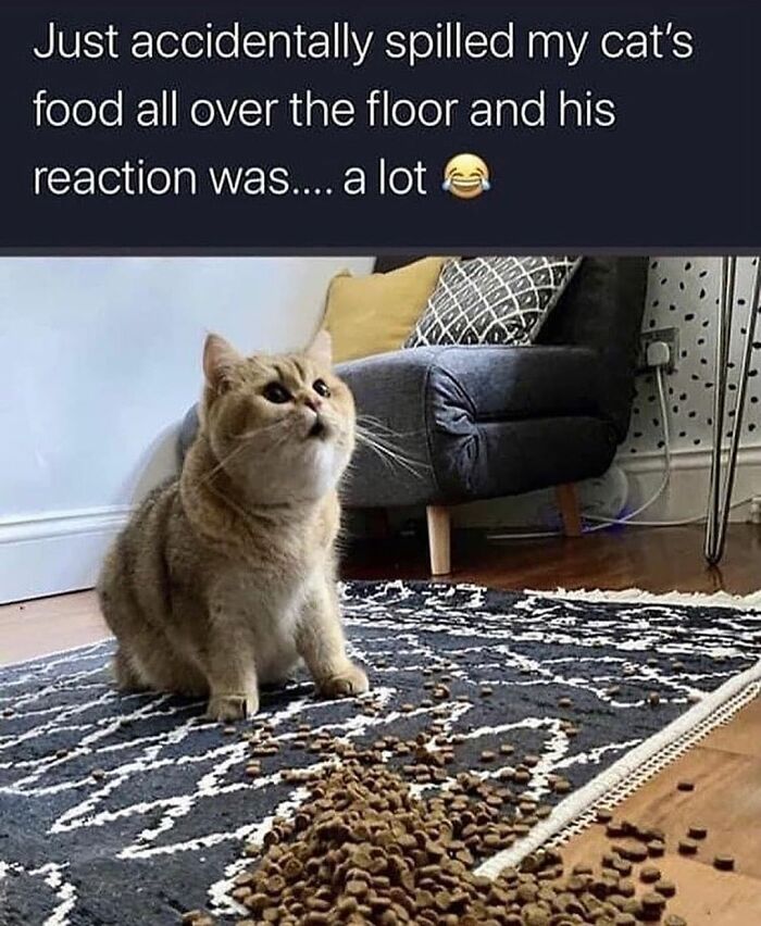 If You Can&rsquo;t Think Of A Better Way To Spend Your Time Than Looking At Cat Memes, These 115 Posts Are For You