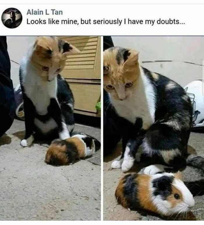 If You Can&rsquo;t Think Of A Better Way To Spend Your Time Than Looking At Cat Memes, These 115 Posts Are For You