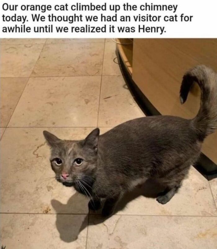 If You Can&rsquo;t Think Of A Better Way To Spend Your Time Than Looking At Cat Memes, These 115 Posts Are For You