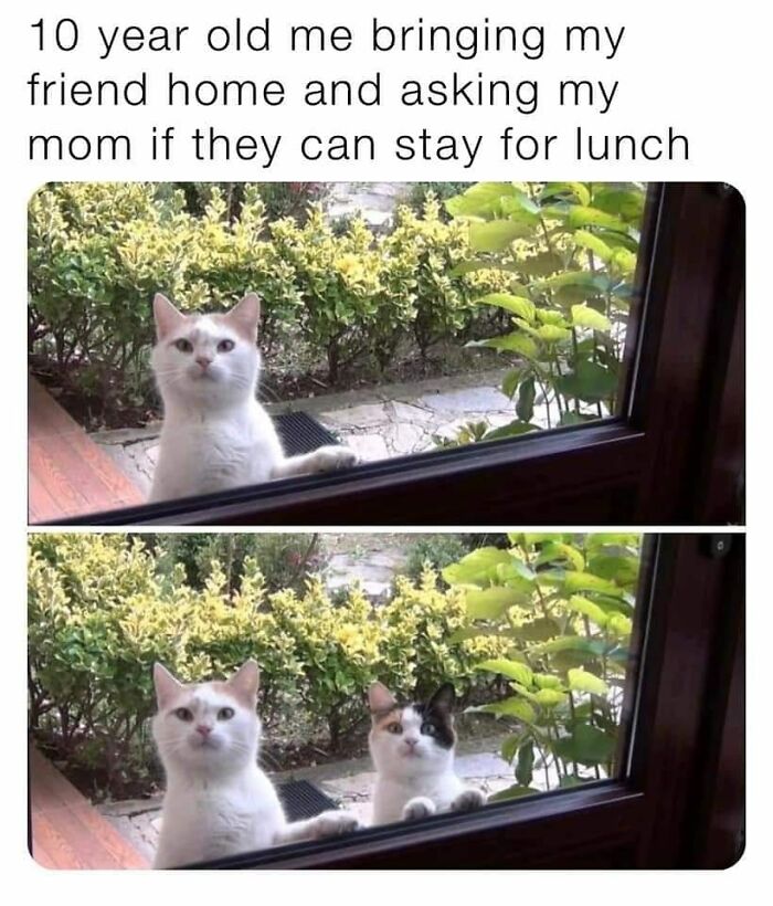 If You Can&rsquo;t Think Of A Better Way To Spend Your Time Than Looking At Cat Memes, These 115 Posts Are For You