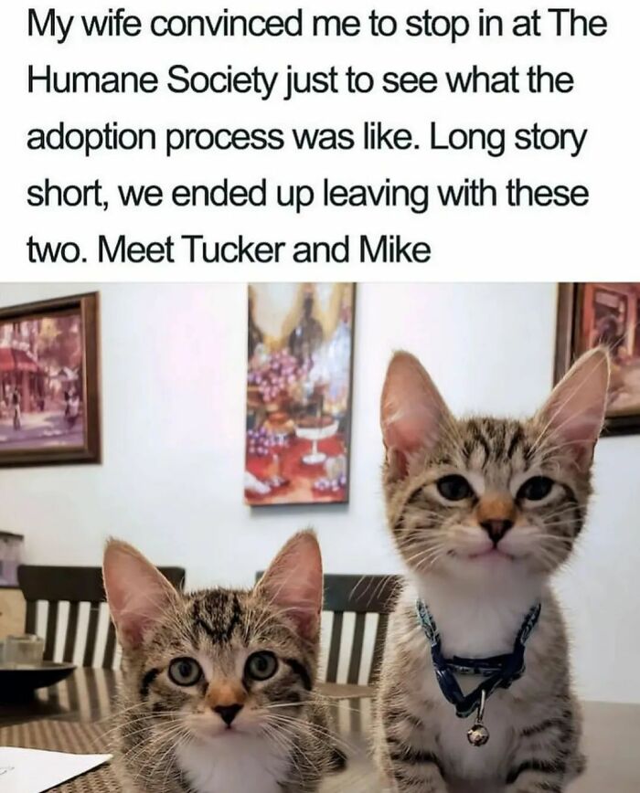 If You Can&rsquo;t Think Of A Better Way To Spend Your Time Than Looking At Cat Memes, These 115 Posts Are For You