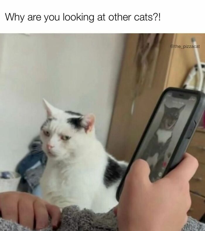 If You Can&rsquo;t Think Of A Better Way To Spend Your Time Than Looking At Cat Memes, These 115 Posts Are For You