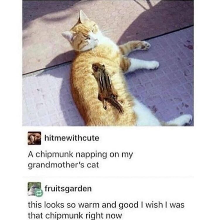 If You Can&rsquo;t Think Of A Better Way To Spend Your Time Than Looking At Cat Memes, These 115 Posts Are For You