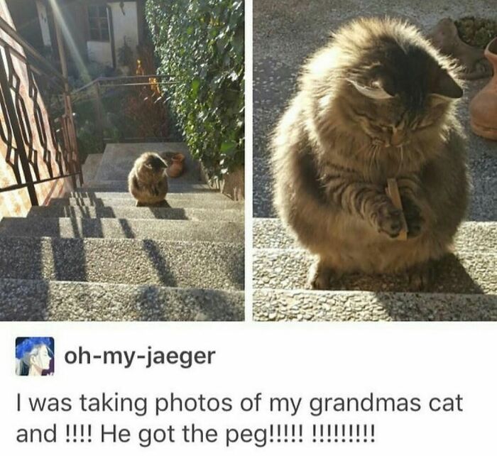 If You Can&rsquo;t Think Of A Better Way To Spend Your Time Than Looking At Cat Memes, These 115 Posts Are For You