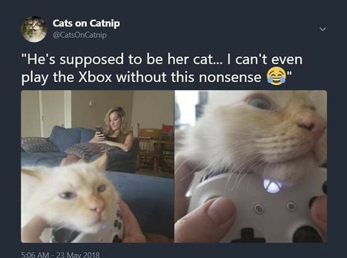 If You Can&rsquo;t Think Of A Better Way To Spend Your Time Than Looking At Cat Memes, These 115 Posts Are For You