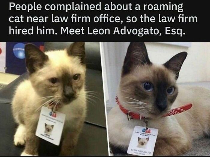 If You Can&rsquo;t Think Of A Better Way To Spend Your Time Than Looking At Cat Memes, These 115 Posts Are For You