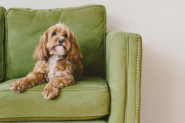 68 People Share Surprising Displays Of Intelligence They&rsquo;ve Seen In Their Pets