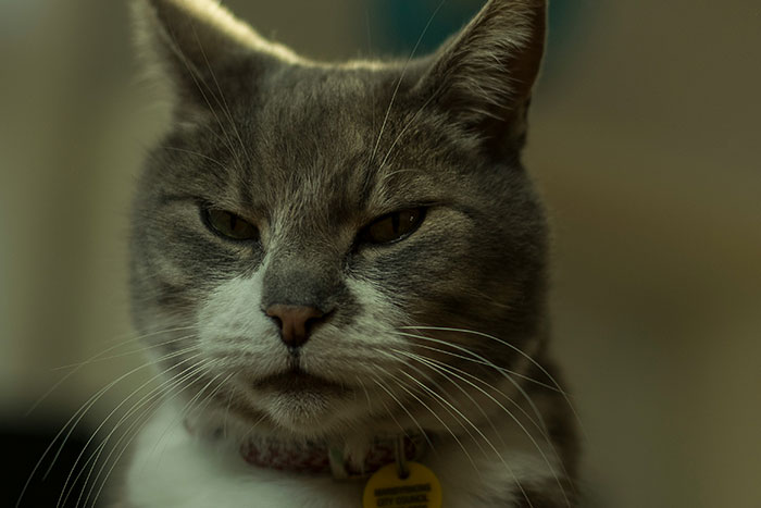 68 People Share Surprising Displays Of Intelligence They&rsquo;ve Seen In Their Pets