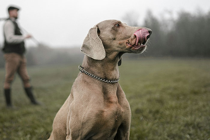 68 People Share Surprising Displays Of Intelligence They&rsquo;ve Seen In Their Pets