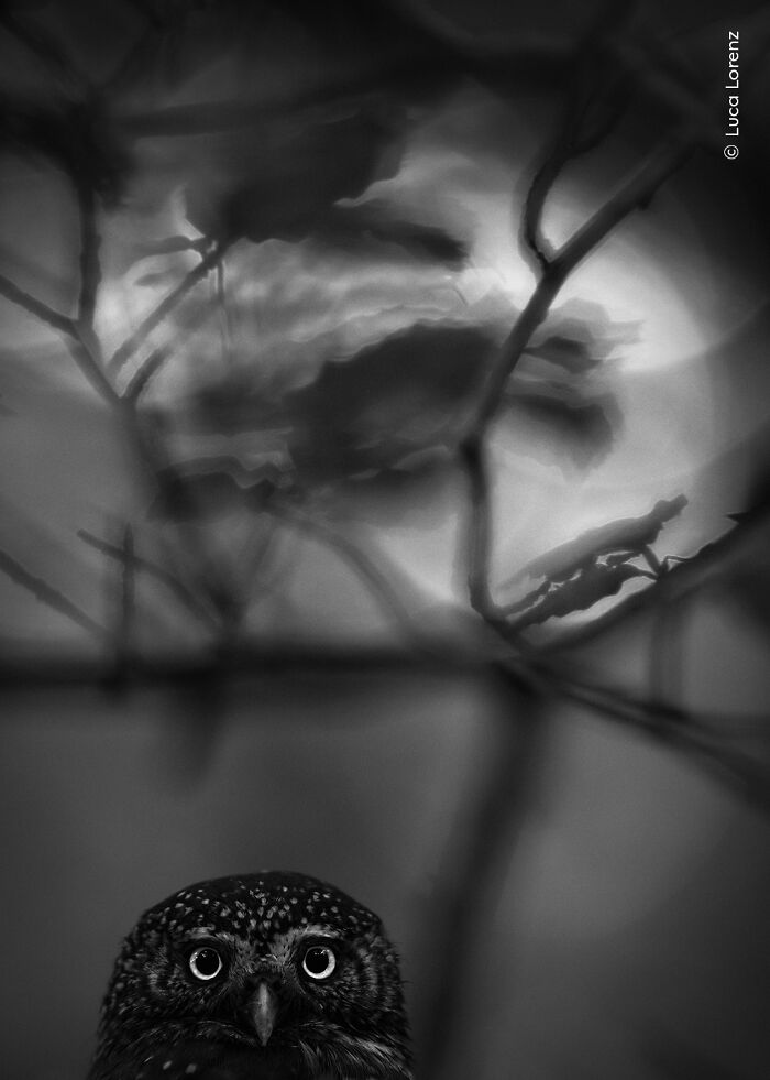 The Wildlife Photographer Of The Year 2025 Winners Are Equal Parts Gorgeous And Heartbreaking (33 Pics) The Wildlife Photographer Of The Year 2025 Winners Are Equal Parts Gorgeous And Heartbreaking (33 Pics)