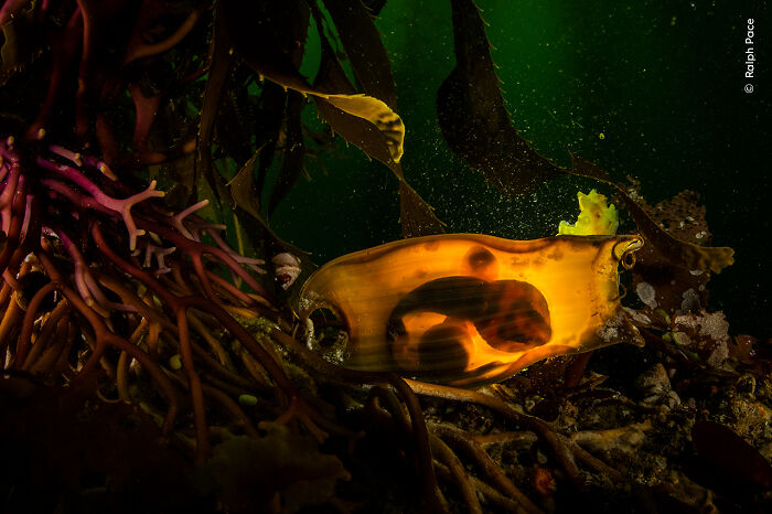 The Wildlife Photographer Of The Year 2025 Winners Are Equal Parts Gorgeous And Heartbreaking (33 Pics) The Wildlife Photographer Of The Year 2025 Winners Are Equal Parts Gorgeous And Heartbreaking (33 Pics)