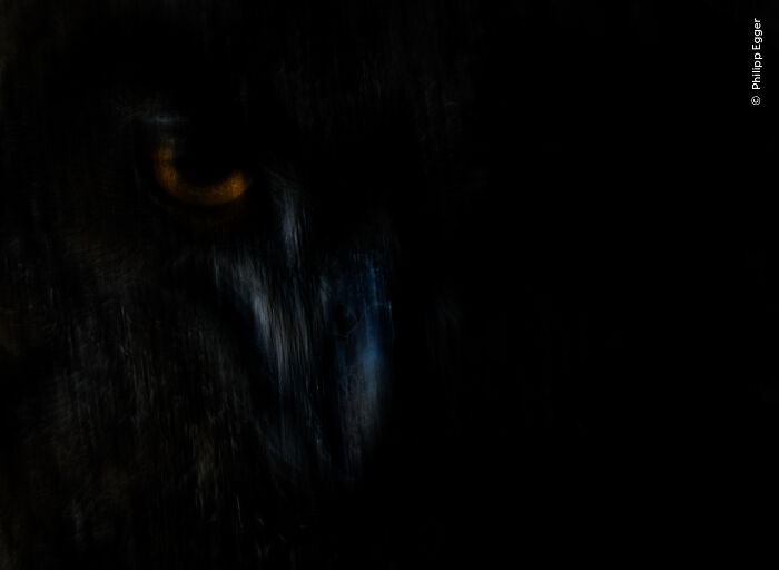 The Wildlife Photographer Of The Year 2025 Winners Are Equal Parts Gorgeous And Heartbreaking (33 Pics) The Wildlife Photographer Of The Year 2025 Winners Are Equal Parts Gorgeous And Heartbreaking (33 Pics)