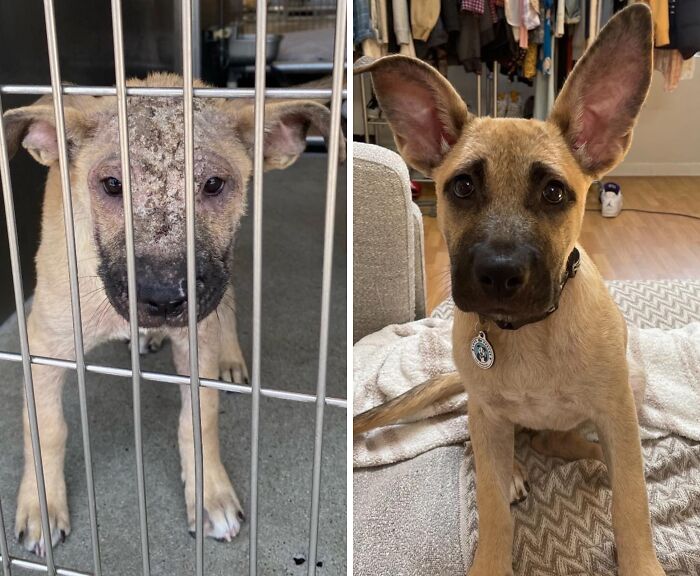 32 Before-And-After Photos That Show How Rescue Dogs’ Lives Were Completely Transformed 32 Before-And-After Photos That Show How Rescue Dogs’ Lives Were Completely Transformed