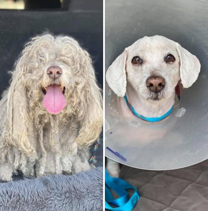 32 Before-And-After Photos That Show How Rescue Dogs’ Lives Were Completely Transformed 32 Before-And-After Photos That Show How Rescue Dogs’ Lives Were Completely Transformed