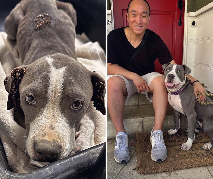 32 Before-And-After Photos That Show How Rescue Dogs’ Lives Were Completely Transformed 32 Before-And-After Photos That Show How Rescue Dogs’ Lives Were Completely Transformed